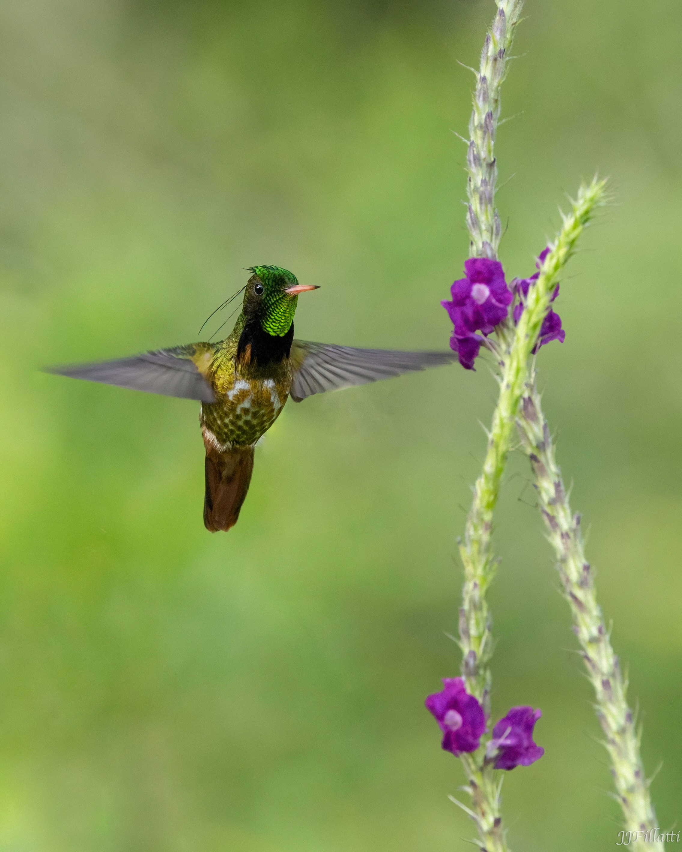 bird of Costa Rica image 24